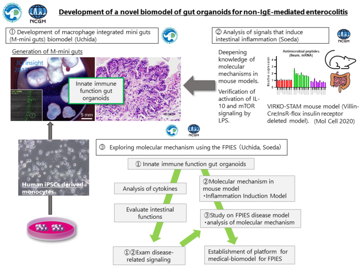 Development of a novel biomodel of gut organoids for non-IgE-mediated enterocolitis