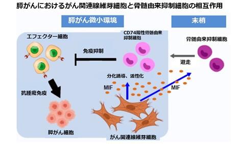 膵がんにおけるがん関連繊維芽細胞と骨髄由来抑制細胞の相互作用
