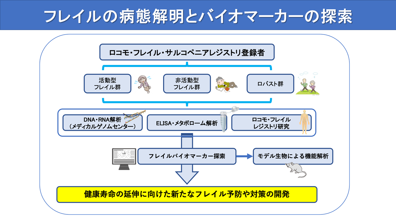 活動性低下によるフレイルの病態解明とバイオマーカーの探索研究のイメージ図