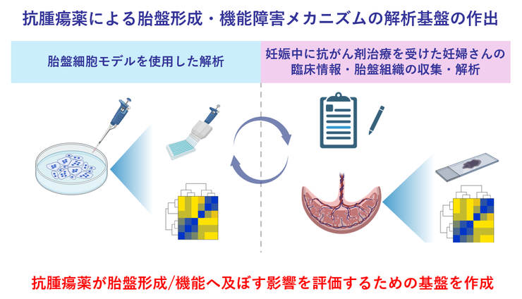 研究のイメージ図