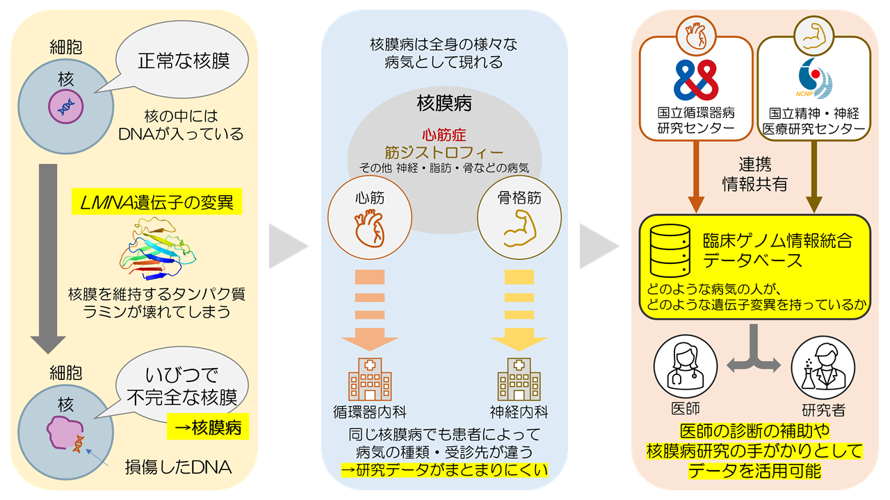 研究のイメージ図_日.PNG